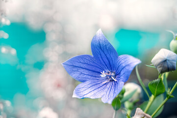 Platycodon grandiflorus - perennial plant - blue flowers close-up on blurred natural green...