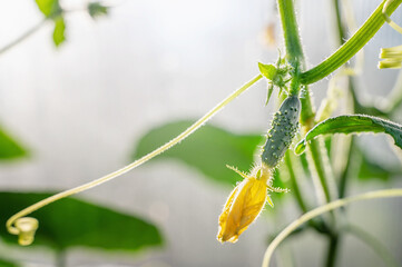 Gherkins grow on a trellis in a greenhouse. Cucumber flower close up. Macro photo of cucumbers growing on a garden bed on a garter. Growing organic food in the vegetable garden.