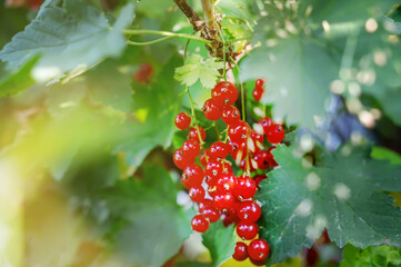 Red currant. A ripe branch of red currant in the garden. Copy space