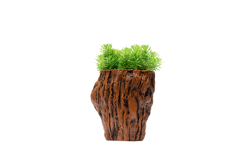 Sedum sp CRASSULACEAE in brown pot.