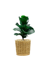A Fiddle Leaf Fig or Ficus lyrata indoor potted plant with large, green, shiny leaves planted in a rattan basket.