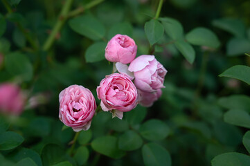 peony - shaped small pink rose in the garden . Photo of an English bush of pale pink rose, summer garden. a rose bush in the park. bokeh with selective soft focus.  copy space