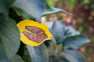 spot on the leaves of an alternaria on a sick apple tree. Rust and bacterial brown spotting on the leaf of a columnar apple tree