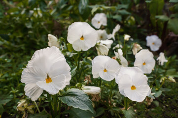 large flower of pansies Viola tricolor . Pansies on a flower bed against a background of green blurred grass. Copy space