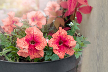 Large-flowered coral-colored petunia Alba in urban landscaping. The garden is decorated with large petunia flowers.