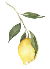 Watercolor lemon clipart. Summer tropical fruit illustration in png. Hand painted lemon branch. 