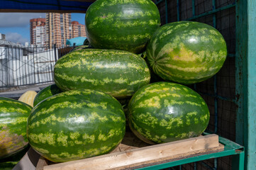 Watermelons for sale. watermelon in the markets fresh watermelons fruit harvested from the garden for sale