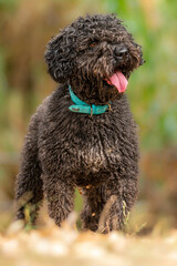 andalusian water dog