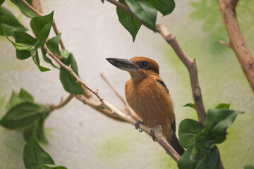 Guam Kingfisher, Todiramphus cinnamominus, perched on branch