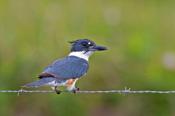 Belted Kingfisher, Megaceryle alcyon, on fence