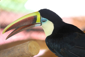 The toco toucan bird on the wood