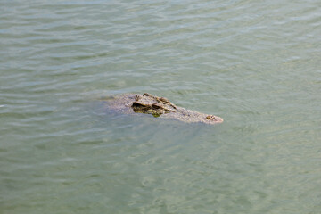 Close up head crocodile is show head in river at thailand.(focus eye)