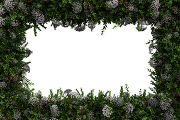 Green abelia leaves and blossoms border isolated on transparent background - 3D Illustration - obrazy, fototapety, plakaty