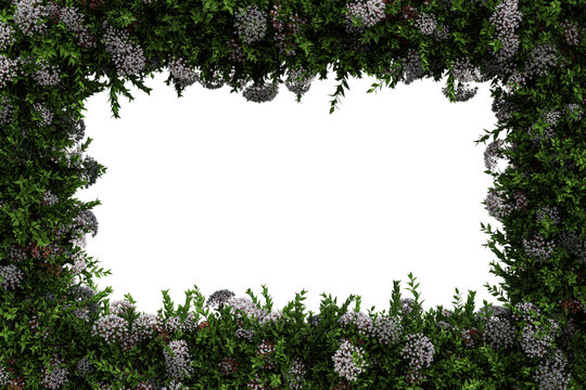 Green abelia leaves and blossoms border isolated on transparent background - 3D Illustration