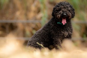 andalusian water dog