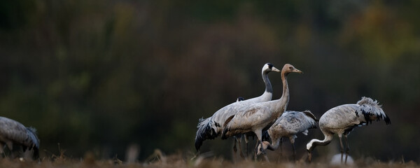 grue cendrée - grus grus - gruidés