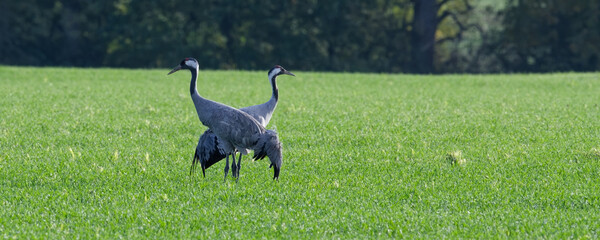 grue cendr&eacute;e - grus grus - gruid&eacute;s