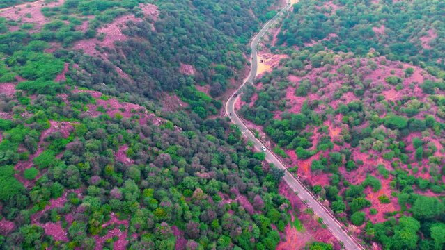 aerial drone shot over the aravalli mountains covered with purple pink flowering trees with winding road in valley showing the leopard trail in gurgaon haryana popular destinations for locals