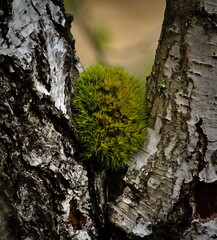 A tuft of moss in a birch fork. - obrazy, fototapety, plakaty