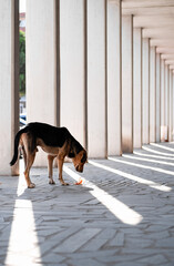 Fototapete bei efototapeten.de bestellen   