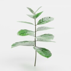 Fototapeta na wymiar Realistic 3D Render of Arabica Coffee Plant