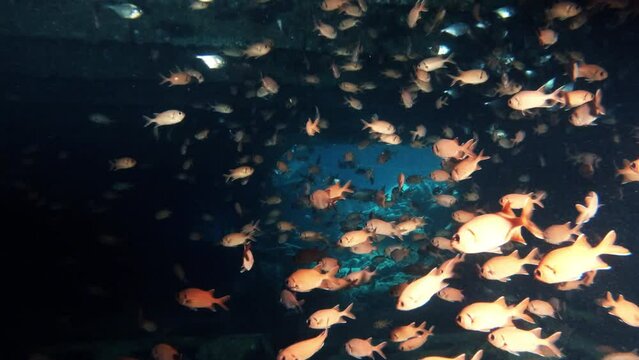 Soldierfish school swimming underwater, marine life exploring. Ocean bottom diving, sea wildlife ecosystem, small tropical fish flock