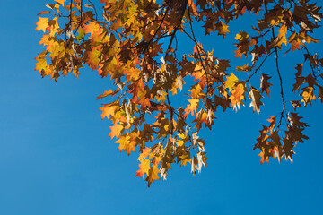 Herbstlaub Schönwetter blauer Himmel