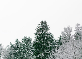 Fir trees covered with snow in winter forest