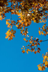 Herbstlaub Schönwetter blauer Himmel