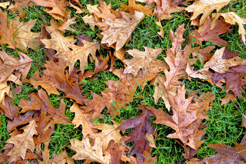 English autumn landscape in Wales