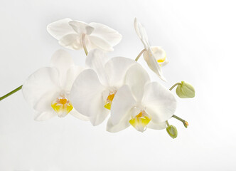 Naklejka na ściany i meble White orchid flowers