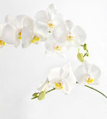 цветы белой орхидеи