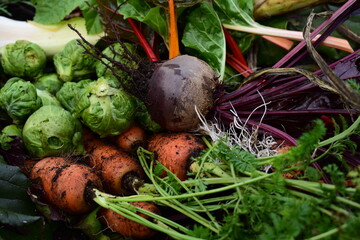 Frisches Wintergemüse aus dem Garten, Möhren, Rote Beete, Kohlröschen, Mangold, Lauch