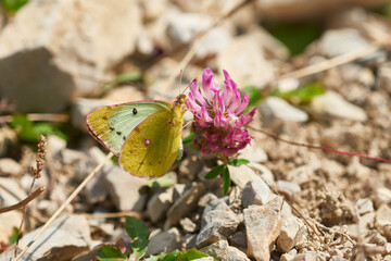 Hufeisenklee-Gelbling oder Südliche Heufalter (Colias alfacariensis)