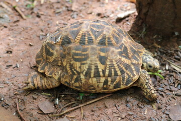 A big and beautiful Indian Star tortoise