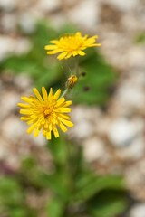 Gewöhnliches Habichtskraut (Hieracium lachenalii) 