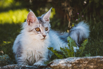 Maine Coon Katze