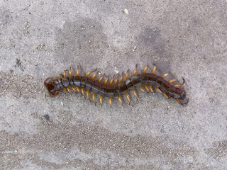 close up of a caterpillar