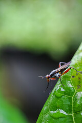 Sepedon is a genus of flies in the family Sciomyzidae