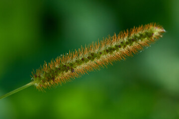  Rote Borstenhirse (Setaria pumila)
