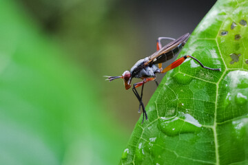 Sepedon is a genus of flies in the family Sciomyzidae