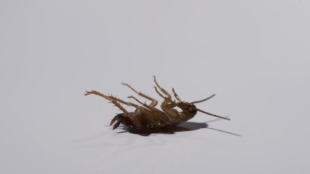 Dead cockroach on a white background