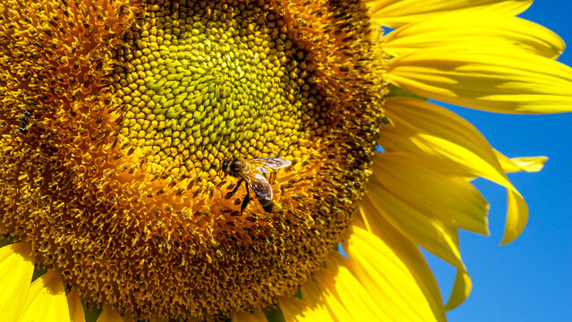 A bee on a yellow sunflower, close-up shot.