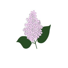 lilac branch isolated on white background
