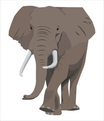 elephant isolated on white background vector