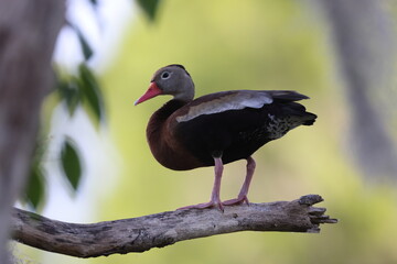  Black-bellied whistling ducks on branch, Circle B Bar Reserve; Florida