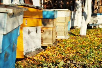 Old colored beehives in a rustic apiary