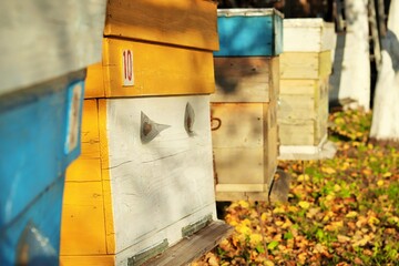 Old colored beehives in a rustic apiary