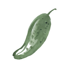 Cucumber vector sketch icon isolated on background. Hand drawn watercolor illustration. Icon for infographic, website or app