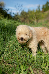 Hund, Trüffelhund, Hunde, Terrier, Trüffelsuche